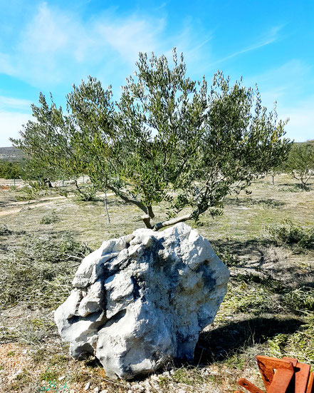 Olivenöl aus Kroatien, die klassische Olivenernte in Dalmatien