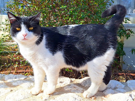 Katzenfotos & süße Katzenbilder