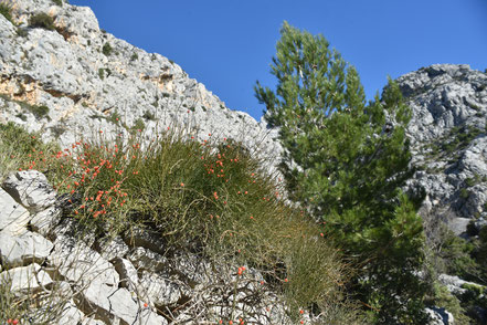 Kroatien Dalmatien Urlaub Reisen Botanischer Garten Biokovo Kotišina Makarska