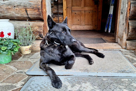 Hunde sind auf der Eselalm willkommen © MAG Lifestyle Magazin