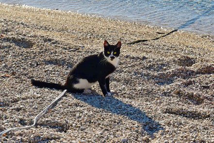 Katzenfotos & süße Katzenbilder - Katze am Strand