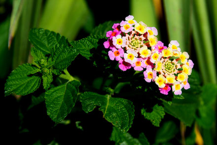 Impressionen an der dalmatinischen Adria © MAG Lifestyle- & Reisemagazin