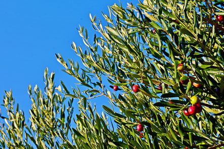 Impressionen an der dalmatinischen Adria © MAG Lifestyle- & Reisemagazin