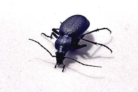 Tierfotos Bilder Fotos Tiere Insekten Käfer