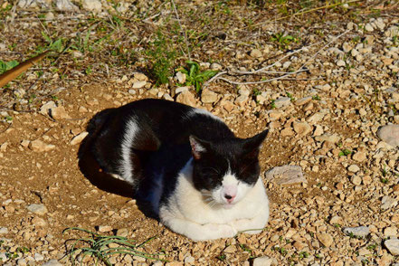 Katzenfotos & süße Katzenbilder