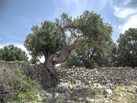 Olivenernte in Dalmatien, Olivenöl aus Kroatien - Olivenhaine, ein unverzichtbarer Bestandteil der Landschaft Dalmatiens