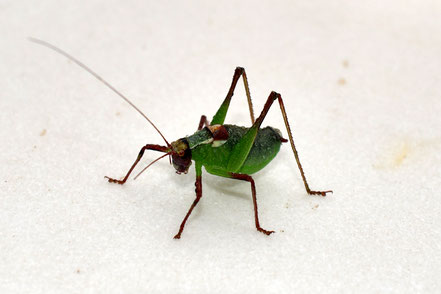 MAG Lifestyle Magazin Tierfoto Tierfotos Bilder Fotos Tiere Insekten Heuschrecken