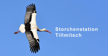 Die Storchenstation Tillmitsch bei Leibnitz, Südsteiermark - Österreich