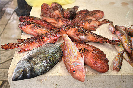 Der Fischmarkt in Split, die Peškarija, fangfrische Fische und Meeresfrüchte