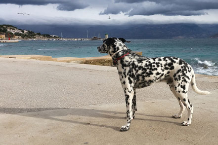 Hundebadestrände in Baska auf der Insel Krk in der Kvarner Bucht, Kroatien