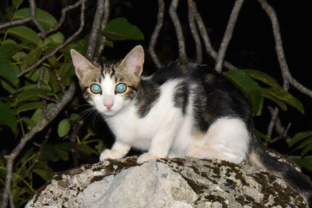 Katzenfotos & süße Katzenbilder - Minka aus Milici