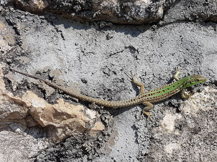 Unerwartete Haustiere beim Urlaub in Kroatien und maritimen Ländern, Geckos sind Glücksbringer!