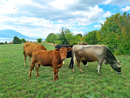 Glückliche Kühe auf der Weide - artgerechte Tierhaltung© MAG Lifestylemagazin