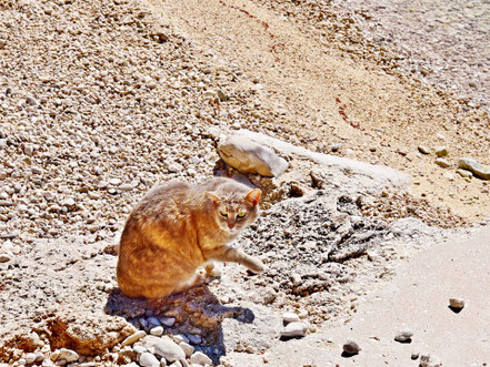 Katze am Strand