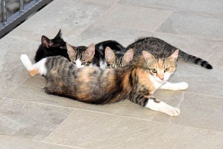 Katzenfotos & süße Katzenbilder - Mama Katze & ihre 3 Katzenbabys in Zagvozd-Milici 