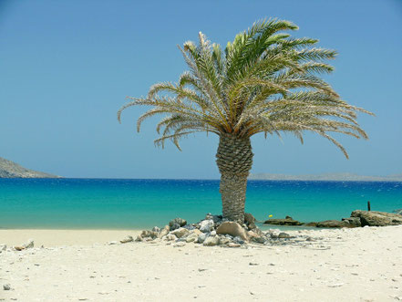 Kreta, Palme am Strand Fotocredit Pixabay Fotograf Stefan Hoffmann