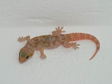 Unerwartete Haustiere beim Urlaub in Kroatien und maritimen Ländern, Geckos sind Glücksbringer!