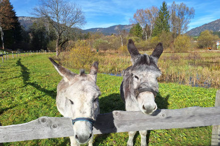 Die zwei Esel Schnuffi und Mark auf der Eselalm © MAG Lifestyle Magazin