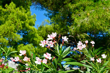 Impressionen an der dalmatinischen Adria © MAG Lifestyle- & Reisemagazin