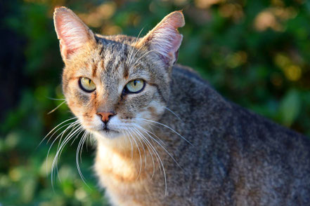 Katzenfotos & süße Katzenbilder 
