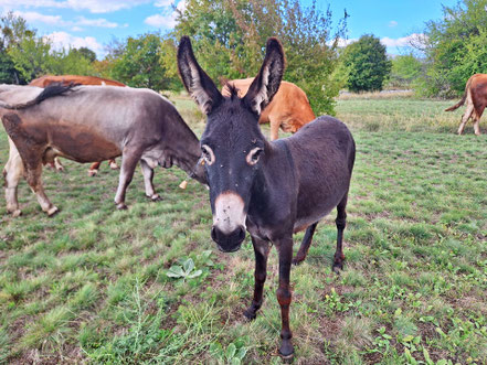 MAG Lifestyle Magazin Tierfoto Tierfotos Bilder Fotos Tiere Esel