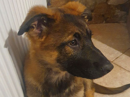MAG Lifestyle Magazin Hundefoto Hundefotos Bilder Fotos Hunde