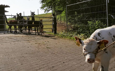 Alpaka, Lama, Alpakas, Kuh, Rind, Kälbchen, Bauernhof, Erlebnisbauernhof, Herde, neugierig, 