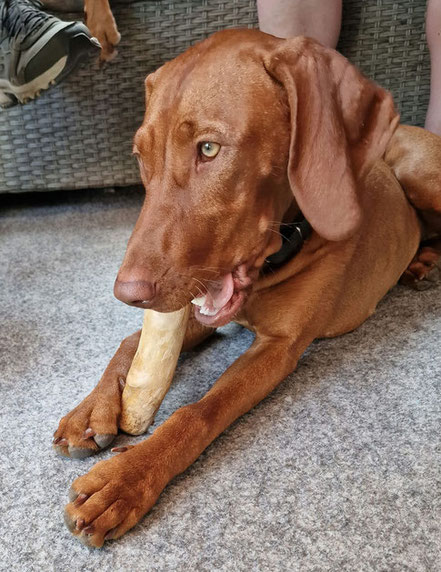 Magyar Vizsla Züchter aus Mölln