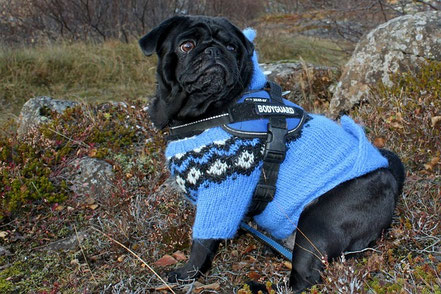 Perro pug con saco de lana