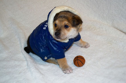 Cachorro con chaleco