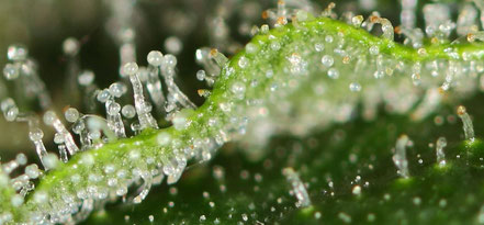 Micro Photo THC