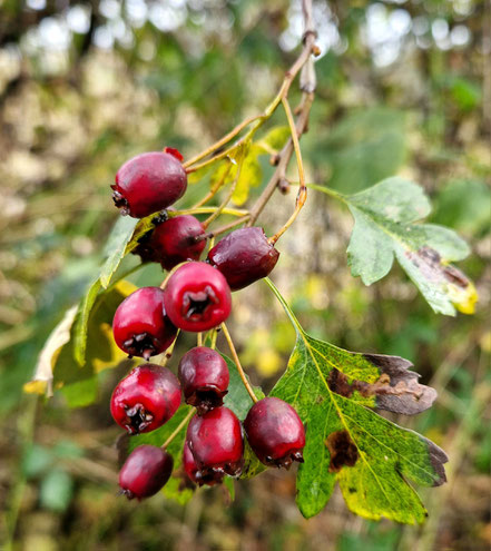 rote Weißdornfrüchte