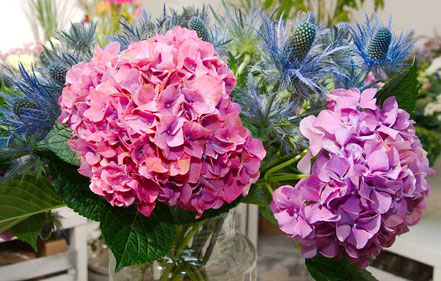 Hortensien mit blumenlieferung-wien.at liefern lassen