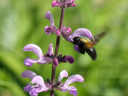 2020 war die Holzbiene häufig am Wiesen-Salbei (S. pratensis) anzutreffen.