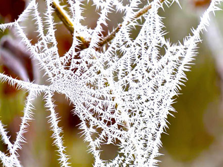 Spinnennetz mit spitzen Eiszähnen
