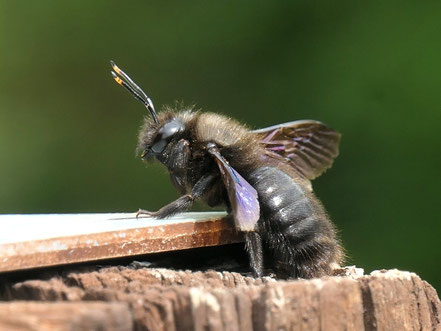 Auf dem Gewächshaus hat die Holzbiene den besten Überblick