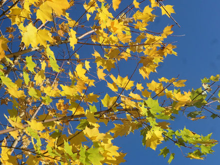 Kolchischer Blut-Ahorn (Acer cappadocicum 'Rubrum') in Herbstfärbung