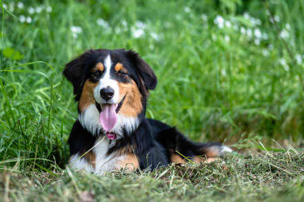 Australian Shepherd Paul