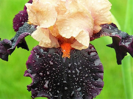 Iris barbata elatior 'Ocelot'