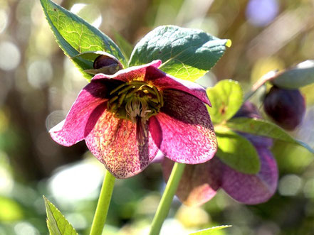 Lenzrose (Helleborus-Hybride) im Gegenlicht