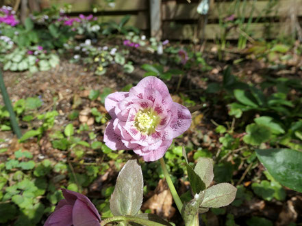 Lenzose im Hosta-Beet