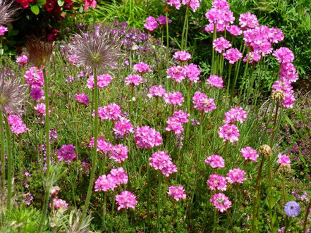 Im Steingarten blüht die Grasnelke (Armeria maritima)