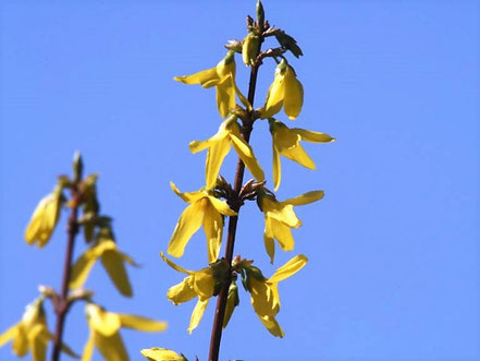 Forsythie (Forsythia x intermedia)