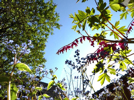 Tränendes Herz (Dicentra spectabilis)