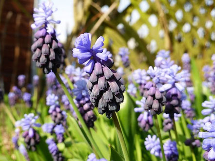 Traubenhyazinthe (Muscari latifolium)