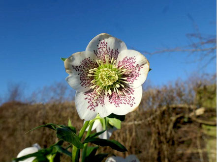 Lenzrose (Helleborus-Hybride) 'Conny'