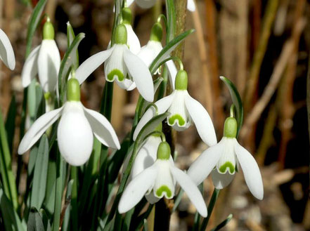 Schneeglöckchen (Galanthus nivalis)