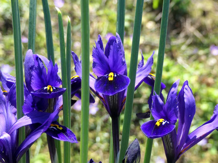 Netzblatt-Iris (I. reticulata) 'Harmony'