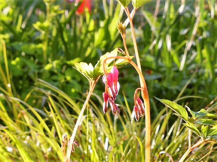 Tränendes Herz (Dicentra spectabilis)