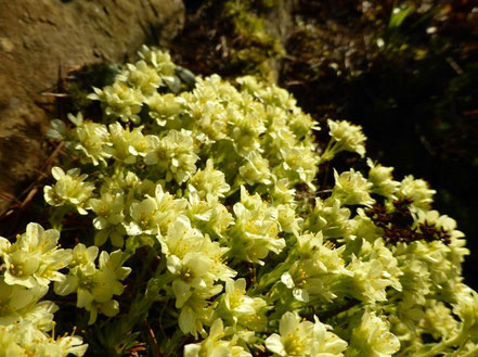 Vorfrühlings-Steinbrech (Saxifraga x apiculata 'Gregor Mendel')